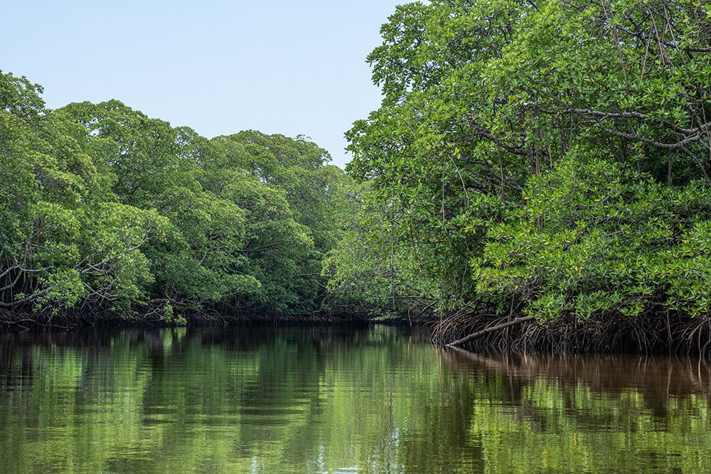 Song Saa Private Island Mangrove kayak
